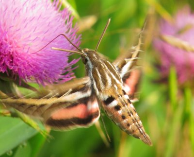 White-Lined Sphinx Moth