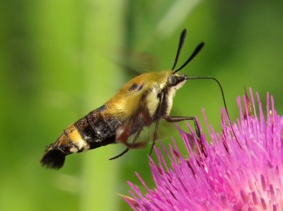 Snowberry Clearwing