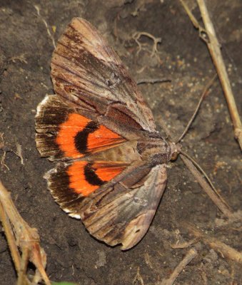 Ultronia Underwing