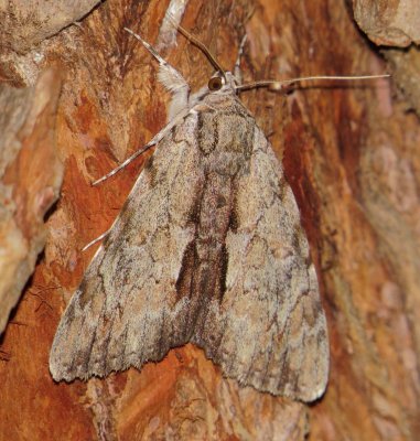 Inconsolable Underwing