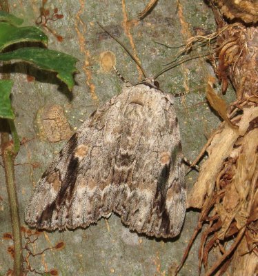 Sad Underwing