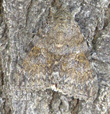 Joined Underwing Moth