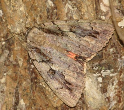 Sweetheart Underwing