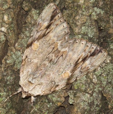 Sad Underwing