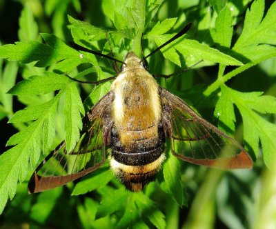 Snowberry Clearwing