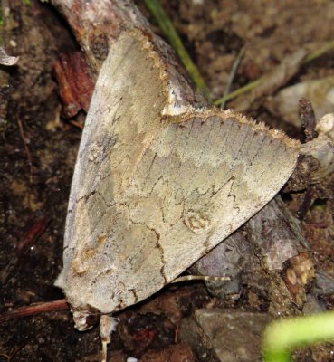 Magdalen Underwing