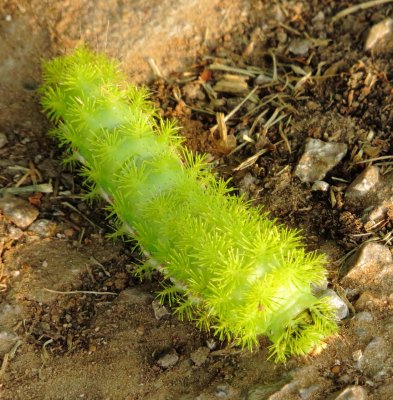 IO Moth