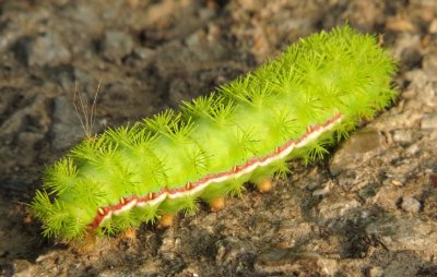 IO Moth