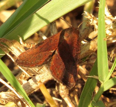 Wedgling Moth