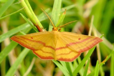 Chickweed Geometer