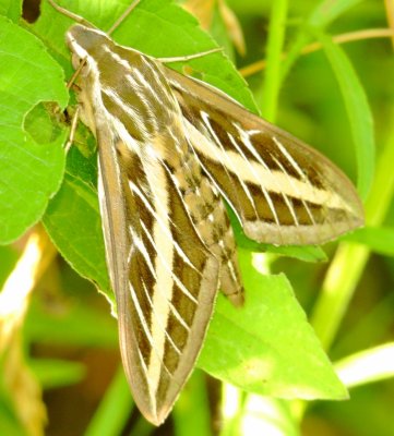 White Lined Sphinx Moth