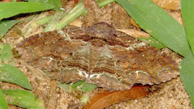 Lunate Zale Moth