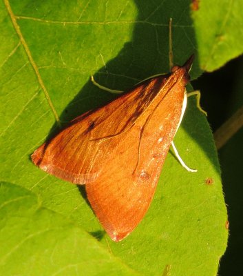 Unidentified Moth