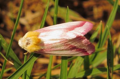 Clouded Crimson Moth