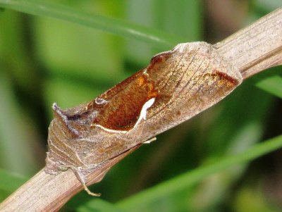 Celery Looper Moth