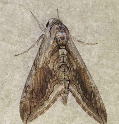 Five-Spotted Hawk Moth