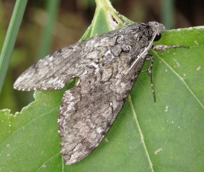 Carolina Sphinx Moth