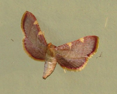 Yellow-Fringed Dolichomia Moth
