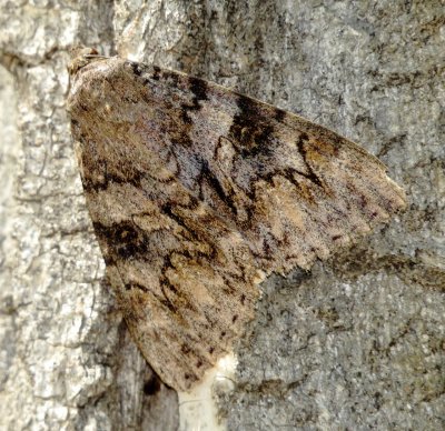 Catocala Species