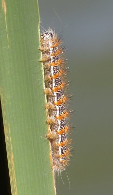 Henry's Marsh Moth