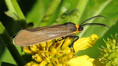 Yellow-Collared Scape Moth