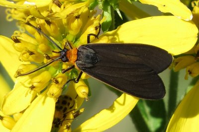 Yellow-Collared Scape Moth