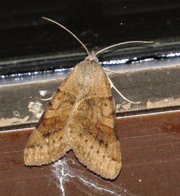 Vetch Looper Moth