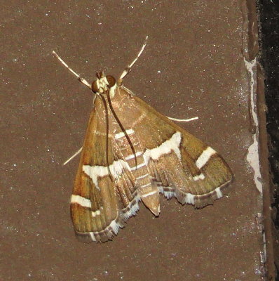 Hawaiian Beet Webworm Moth
