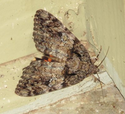 Umber Underwing