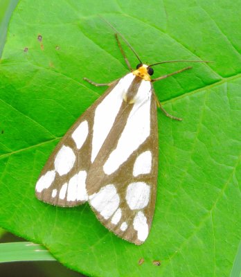 Reversed Haploa Moth