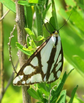 Reversed Haploa Moth