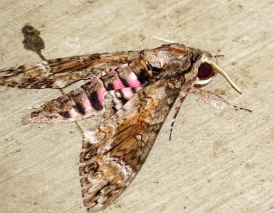 Pink-Spotted Hawk Moth