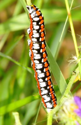Cucullia Dorsalis