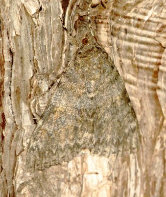 Joined Underwing Moth