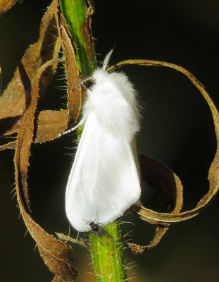 Tiger Moth Species