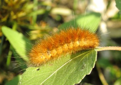 Salt Marsh Moth
