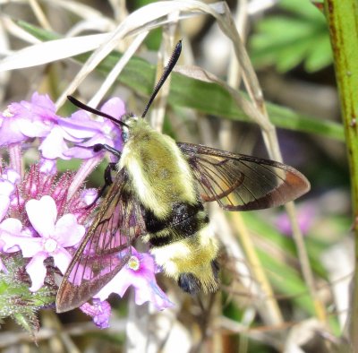 Snowberry Clearwing