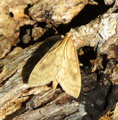 American Lotus Borer Moth