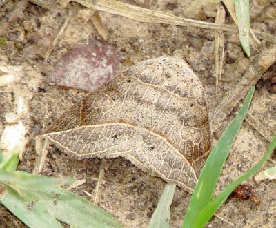 Thin-Lined Owlet