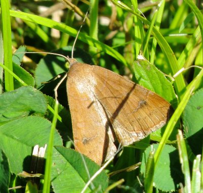 Vetch looper Moth