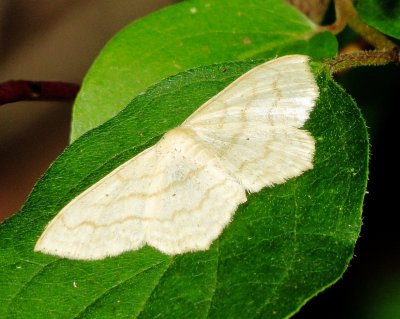 Genus Scopula