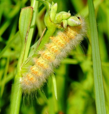 Unidentified Moth Caterpillar