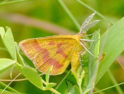 Crocus Geometer Moth Species