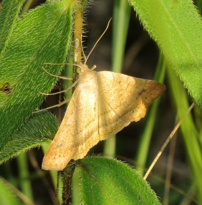 Unidentified Moth