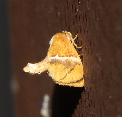Yellow-Shouldered Slug Moth