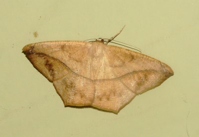 Large Maple Spanworm Moth