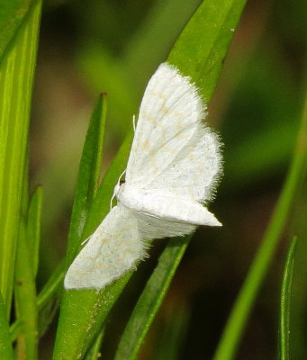 Unidentified Moth