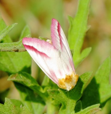 Clouded Crimson Moth