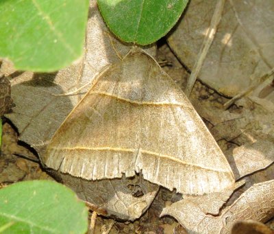 Genus Ptichodis