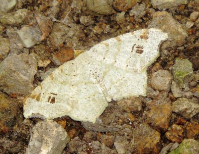 Macaria species